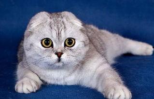 娱乐吃瓜酱折耳猫,揭秘折耳猫的神秘魅力