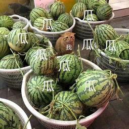 娱乐常吃瓜,揭秘明星们的甜蜜与苦涩